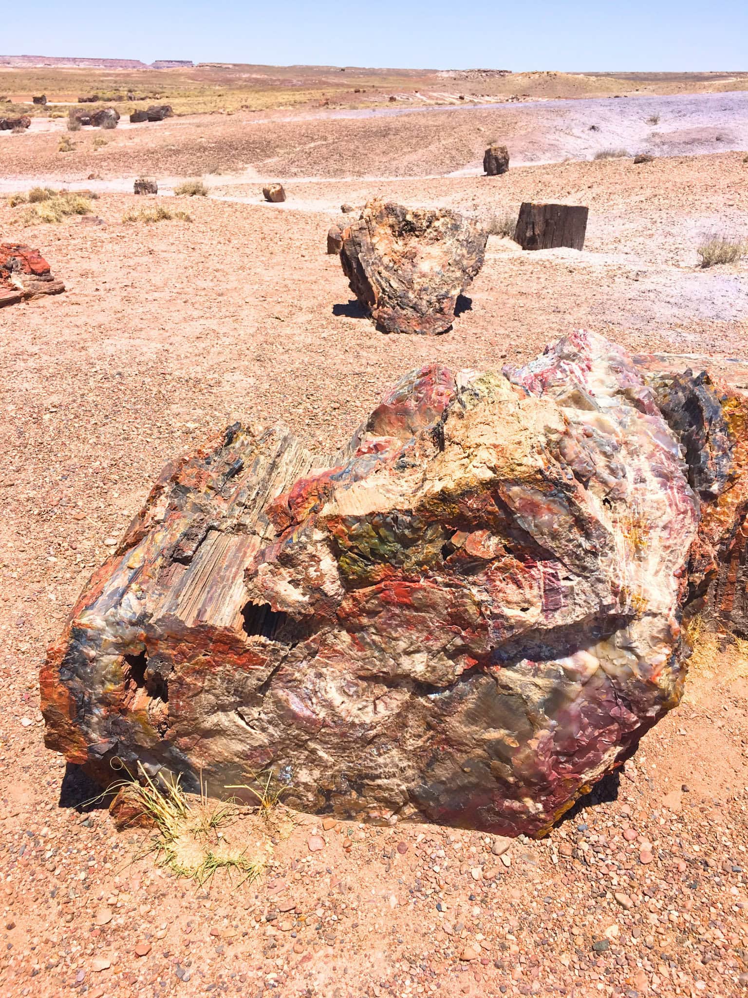 How to Plan an American Southwest National Parks Road Trip (for Non-Hikers) 21 tree trunk petrified forest national park arizona