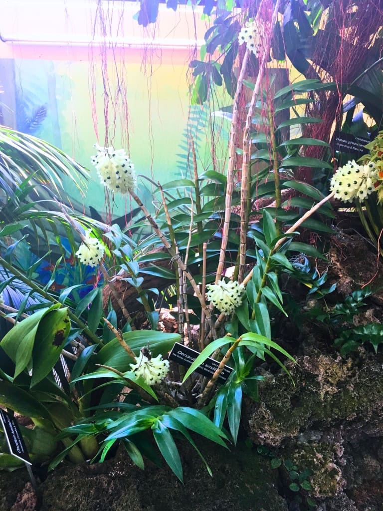 Top 25 Things to Do in Washington, DC: The Best Mostly Free Attractions 31 dendrobium smillieae united states botanic garden
