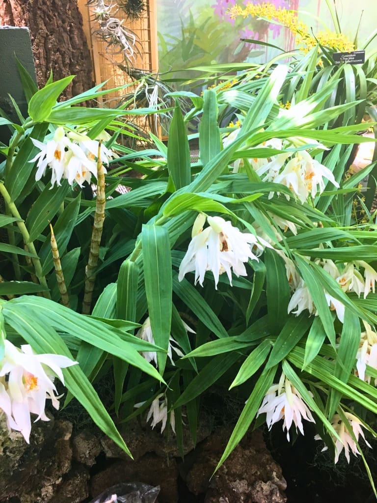 Top 25 Things to Do in Washington, DC: The Best Mostly Free Attractions 30 orchid united states botanic garden