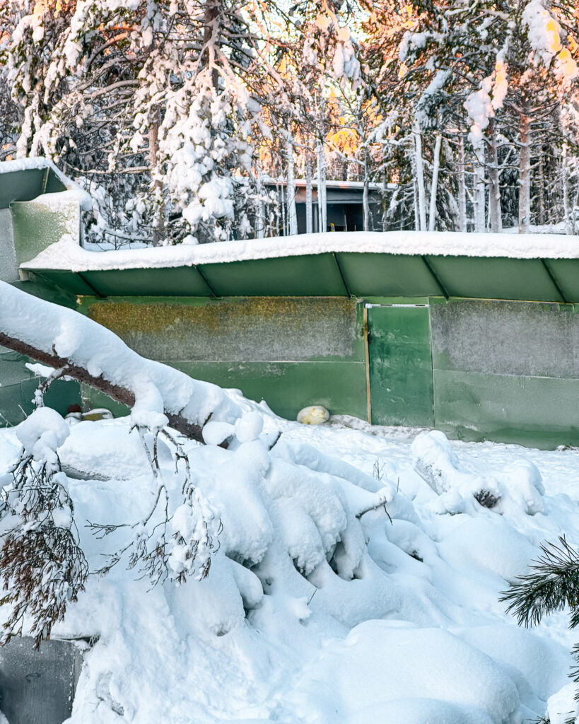 Rovaniemi in Winter: How to Build a First-Timer's Itinerary for Finnish Lapland 82 arctic fox in ranua wildlife park finland