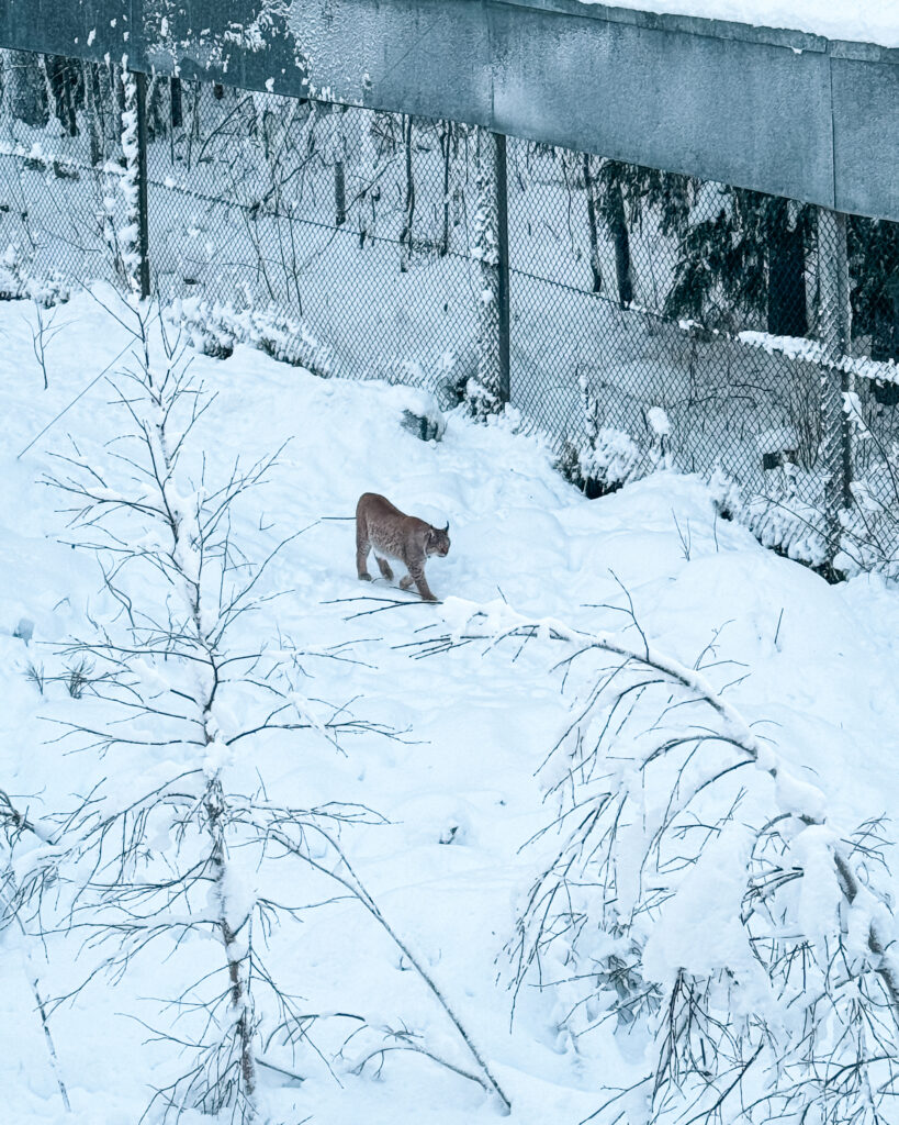 Rovaniemi in Winter: How to Build a First-Timer's Itinerary for Finnish Lapland 83 arctic lynx at wildlife park in finland