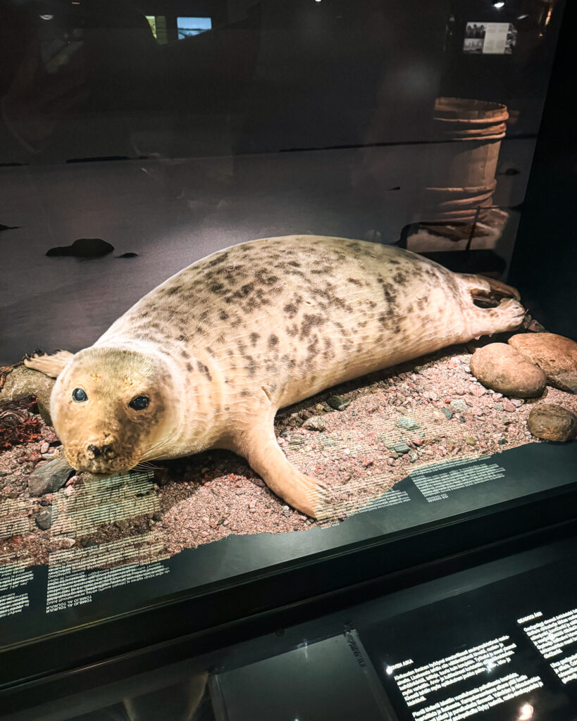 Rovaniemi in Winter: How to Build a First-Timer's Itinerary for Finnish Lapland 37 arctic seal exhibit at rovaniemi museum