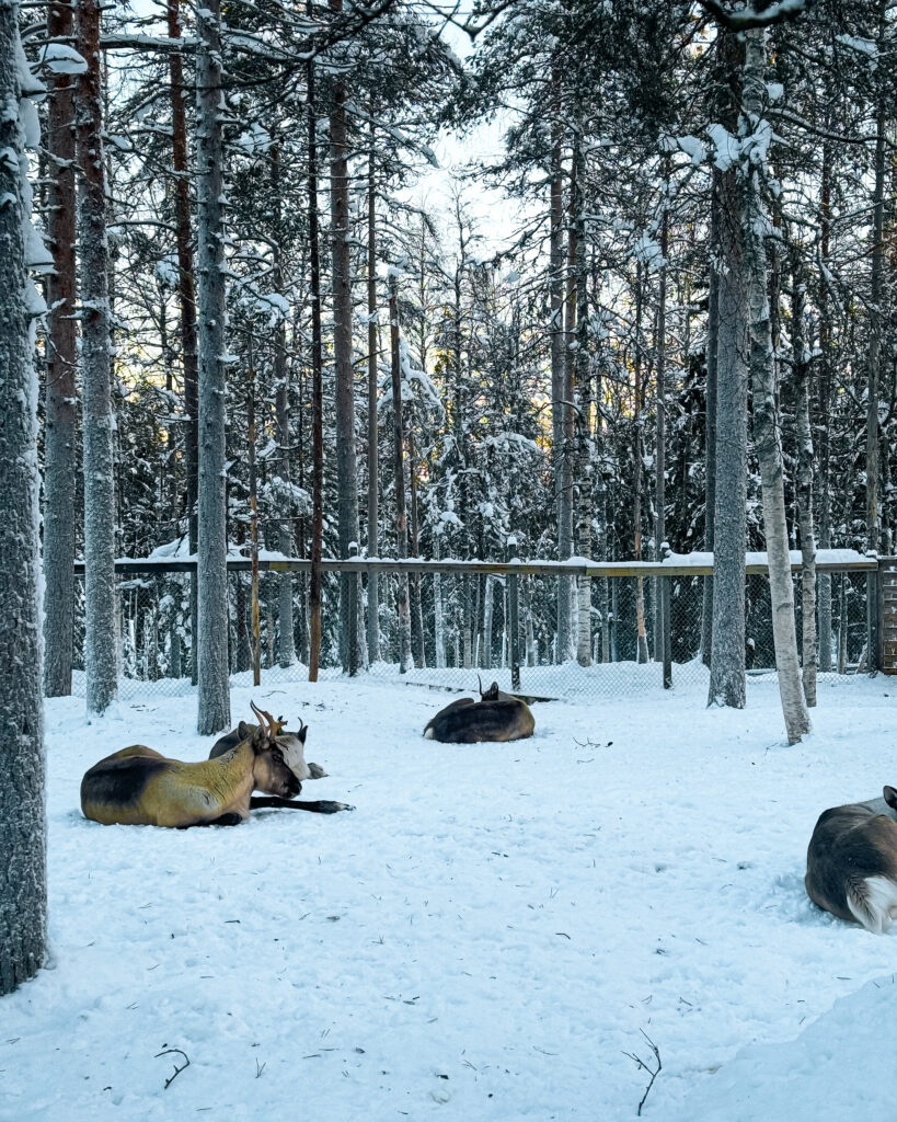 Rovaniemi in Winter: How to Build a First-Timer's Itinerary for Finnish Lapland 80 arctic wildlife ranua park