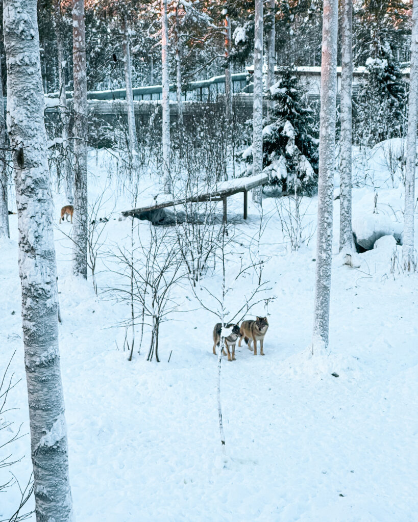 Rovaniemi in Winter: How to Build a First-Timer's Itinerary for Finnish Lapland 81 arctic wolf pack at ranua wildlife park