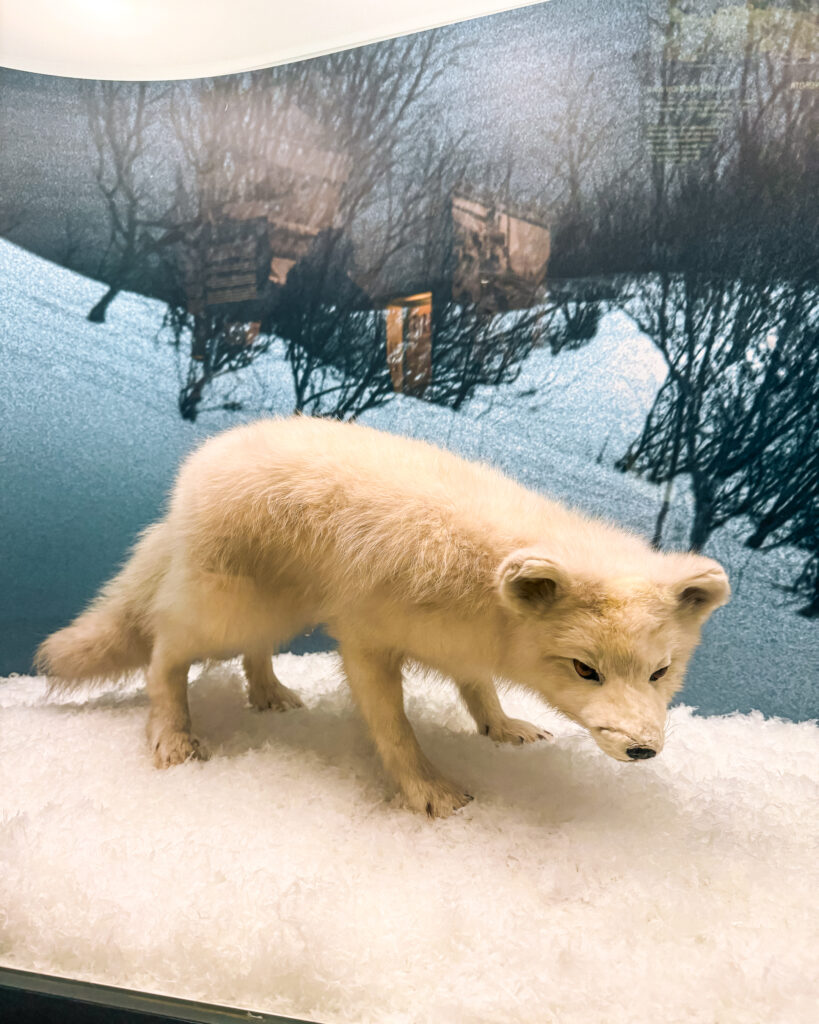 Rovaniemi in Winter: How to Build a First-Timer's Itinerary for Finnish Lapland 41 arktikum museum arctic fox exhibit display