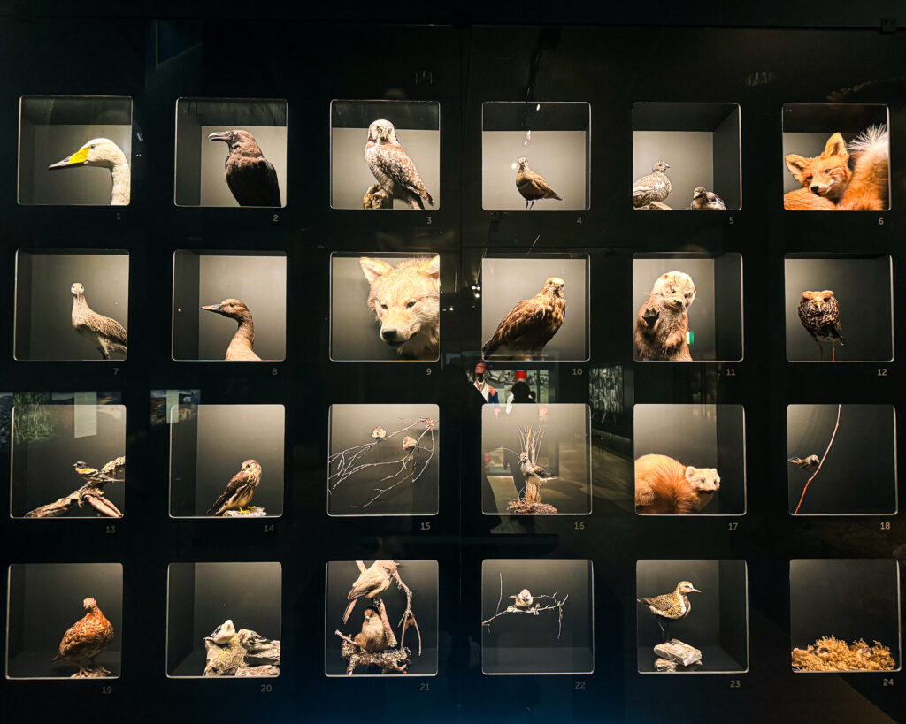 Rovaniemi in Winter: How to Build a First-Timer's Itinerary for Finnish Lapland 36 arktikum museum exhibited arctic animals