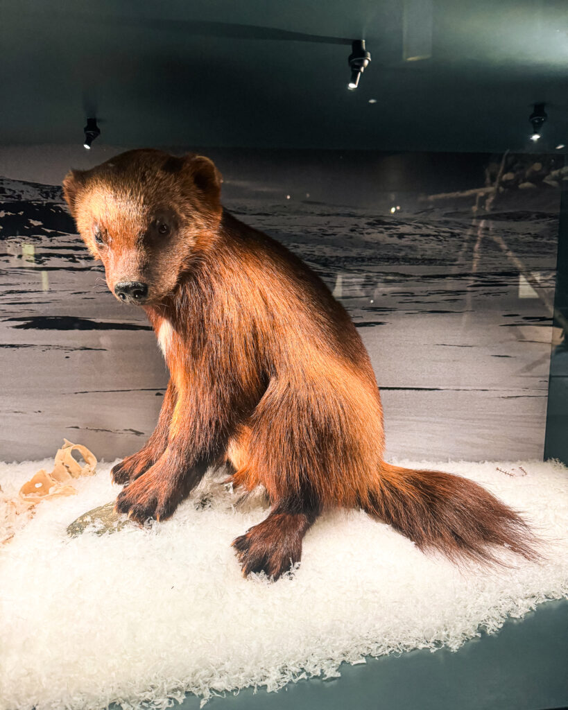 Rovaniemi in Winter: How to Build a First-Timer's Itinerary for Finnish Lapland 38 arktikum museum wolverine exhibit in rovaniemi