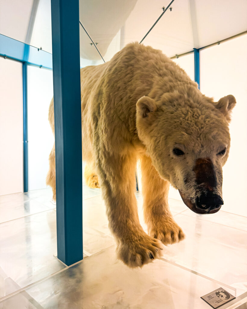Rovaniemi in Winter: How to Build a First-Timer's Itinerary for Finnish Lapland 35 arktikum museums captivating polar bear exhibit