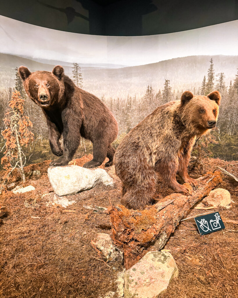 Rovaniemi in Winter: How to Build a First-Timer's Itinerary for Finnish Lapland 40 bears on display at arktikum museum
