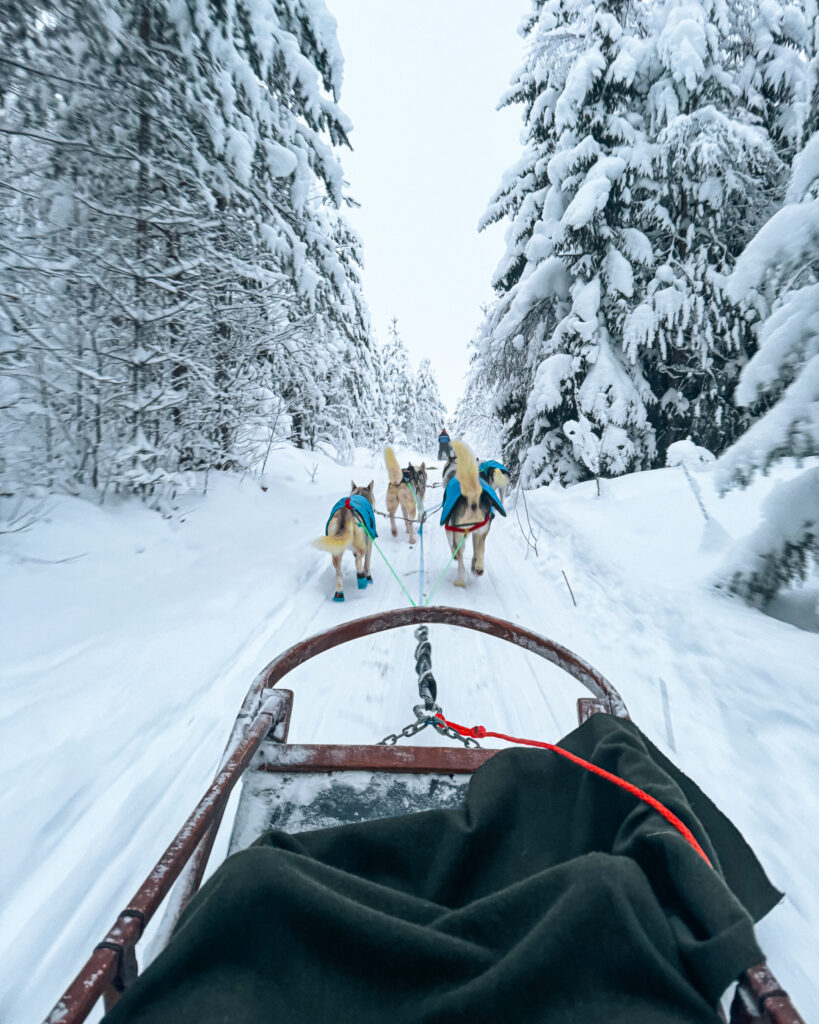 Rovaniemi in Winter: How to Build a First-Timer's Itinerary for Finnish Lapland 45 lapland husky safari wild morning adventure