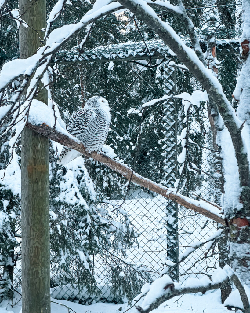 Rovaniemi in Winter: How to Build a First-Timer's Itinerary for Finnish Lapland 85 owl ranua park snowy branch
