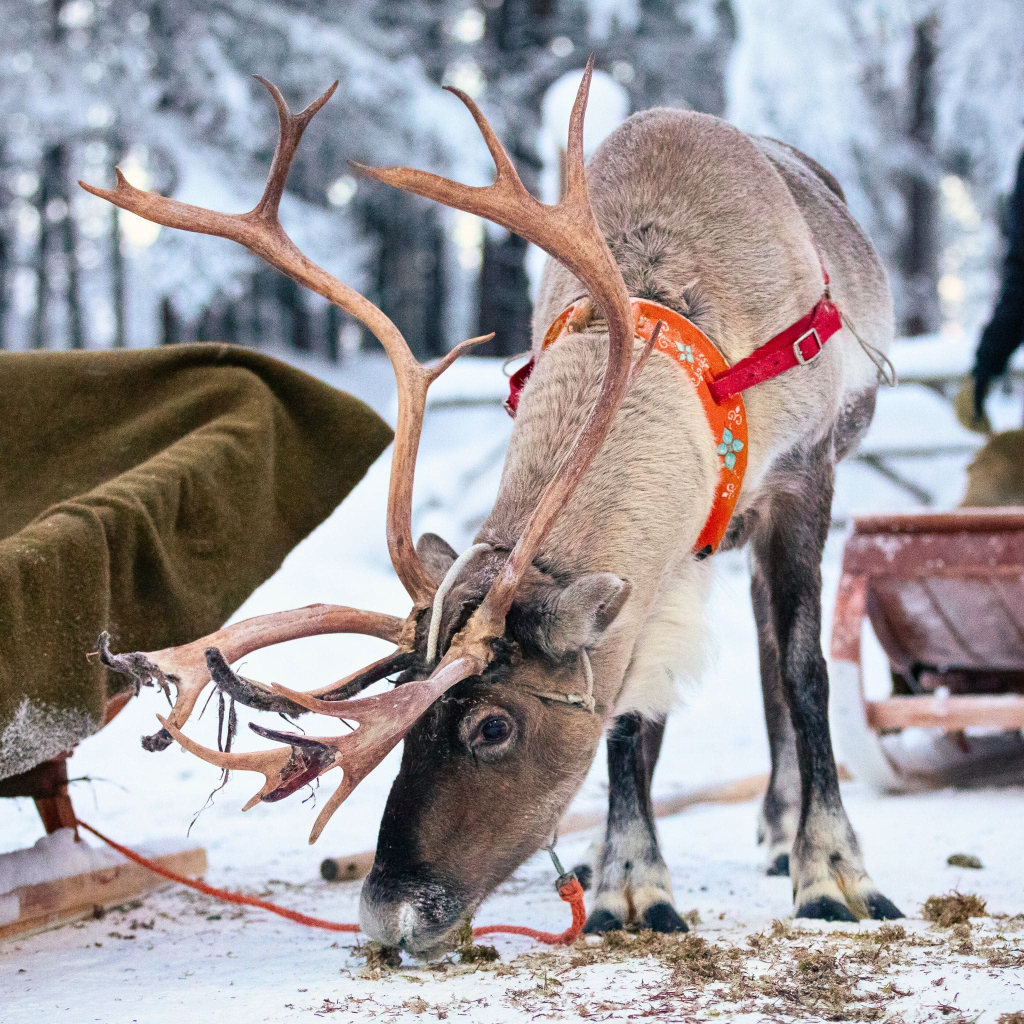 Rovaniemi in Winter: How to Build a First-Timer's Itinerary for Finnish Lapland 8 reindeer feeding sleigh ride lapland finland