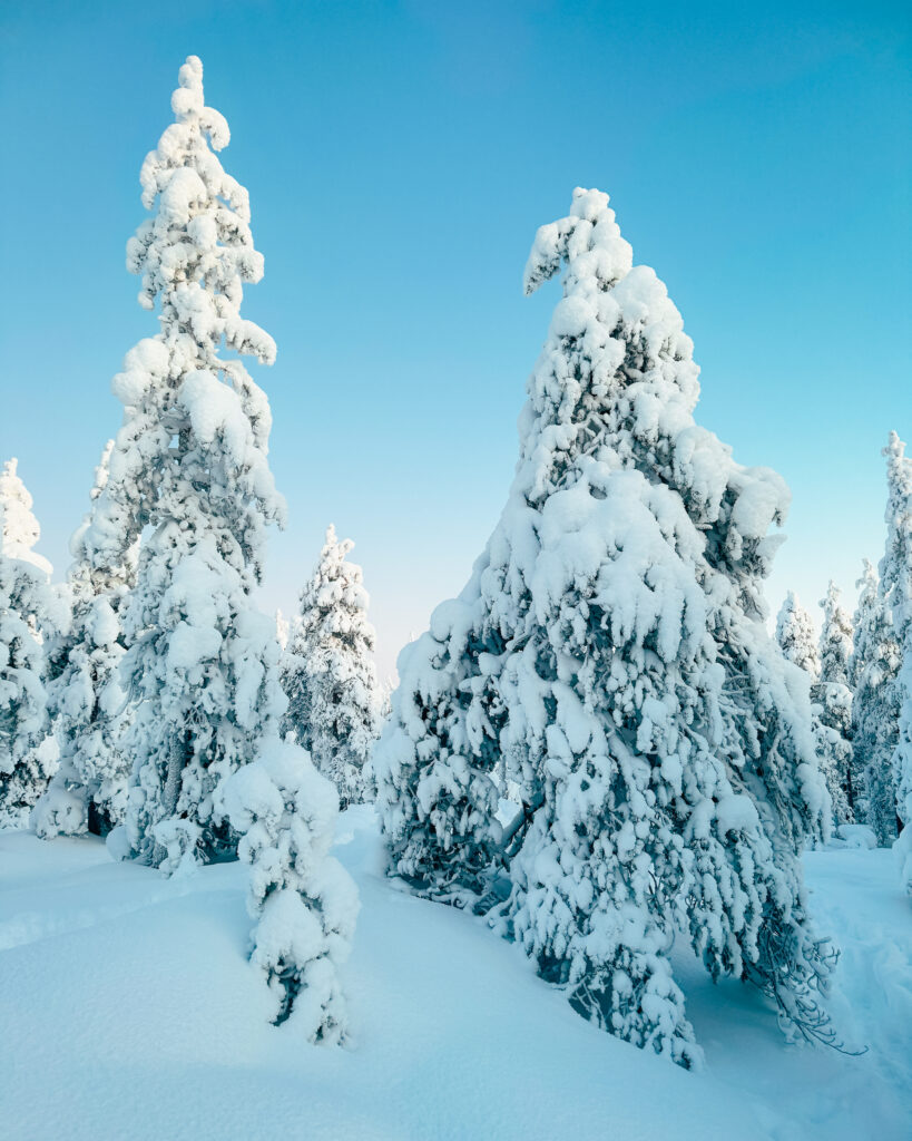 Rovaniemi in Winter: How to Build a First-Timer's Itinerary for Finnish Lapland 24 snow covered trees in winter