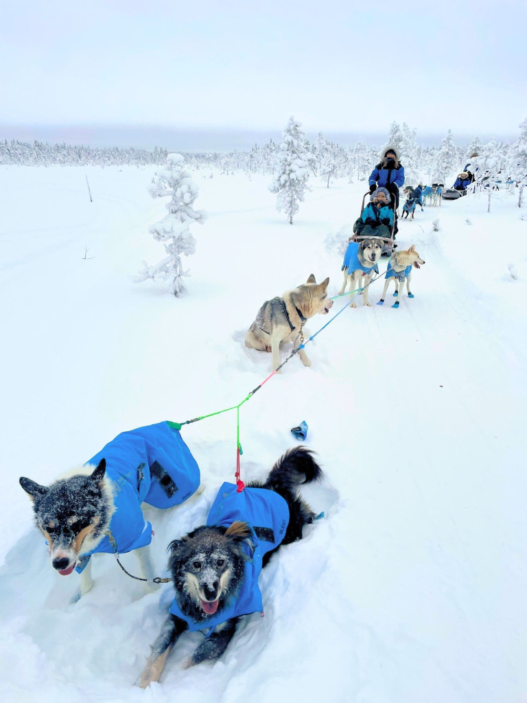 Rovaniemi in Winter: How to Build a First-Timer's Itinerary for Finnish Lapland 48 women husky sled ride winter lapland finland